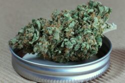 A dried cannabis nug on jar lid