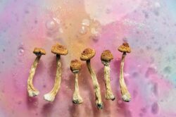 Dried psychedelic shrooms on pink background
